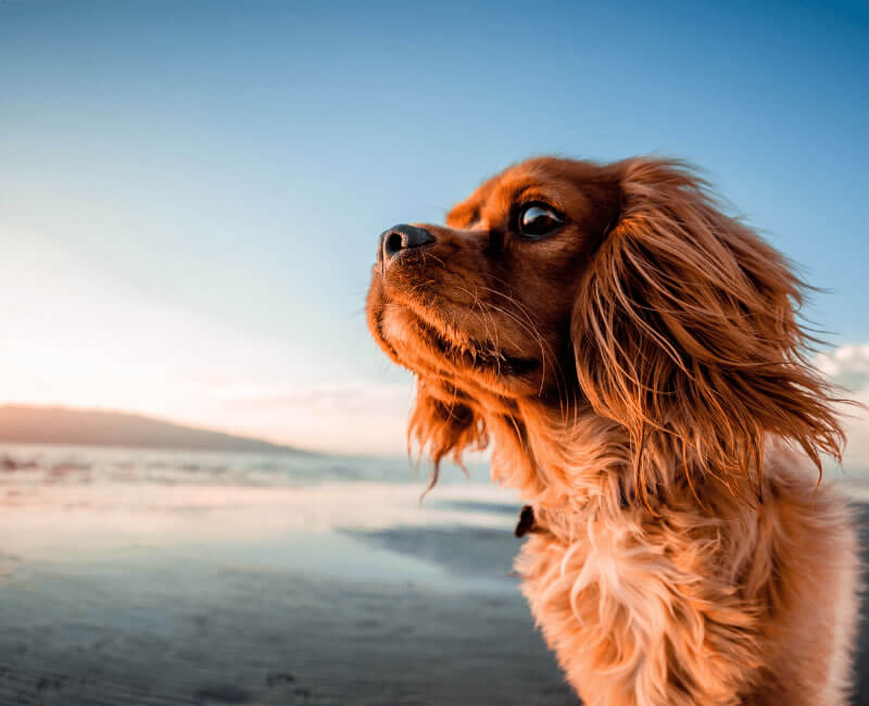 Pet-friendly accommodation